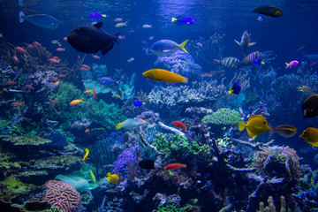 Aquarium reef