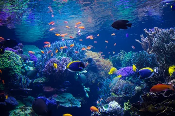 Foto auf Acrylglas Korallenriffe Aquarium Riff