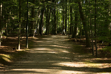 Bosque