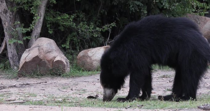 Indian Sloth Bear searching for insects, Hampi, Daroji Sanctuary, Karnataka, India.