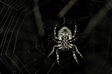 Spider in the garden 
