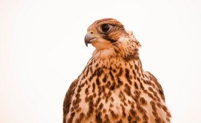 Picture of Falcon