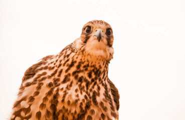 Picture of Falcon
