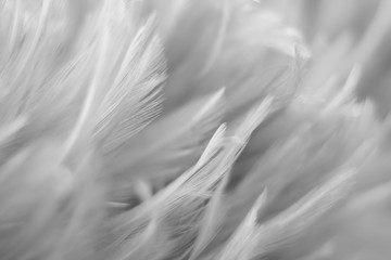 Obraz premium Blur Bird chickens feather texture for background, Fantasy, Abstract, soft color of art design.
