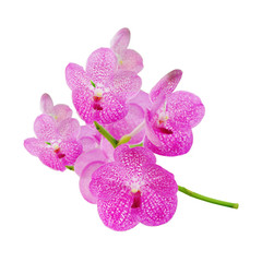 Violet orchid isolated on white with clipping path.