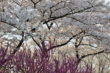 桜の花と紫の花