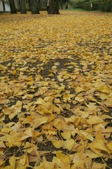 Fallen Leaves on Floor