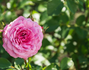 Garden rose flower