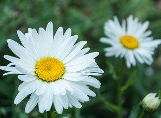 Blooming chamomile in the garden
