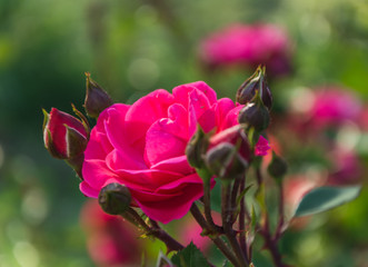 Garden rose flower