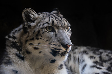Portrait of Snow Leopard on Isolated Black Background 2