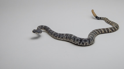 Speckled Ratllesnake on isolated White Background 4