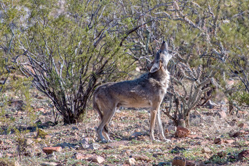 Coyote Howl in the Arizona Desert 1