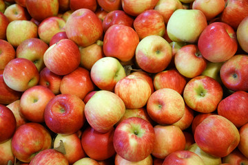 Fresh picked red honey crispy apples background in the harvest season
