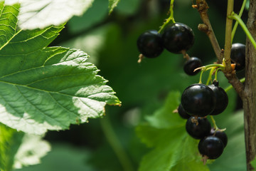 Branch of black currant in the garden