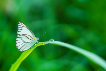 Butterfly on natural green grass background.