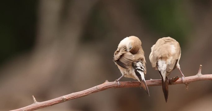 Indian Silverbills feeding on perch, Hampi, Daroji Sanctuary, Karnataka, India.