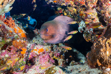 Giant Moray Eel hidden in a hole in a coral pinnacle on a tropical reef