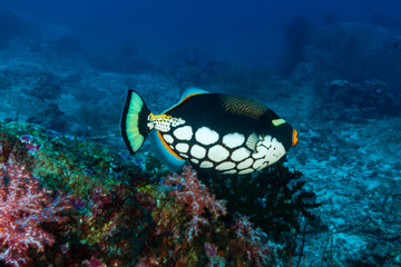 Fototapeta na wymiar Colorful Triggerfish on a tropical coral reef