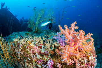 Fototapeta na wymiar Schools of tropical fish swimming around a colorful, healthy tropical coral reef