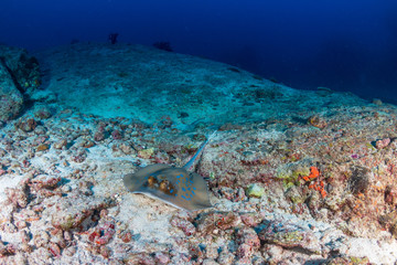A bluespotted (Kuhl's) Stingray on a dark, tropical coral reef