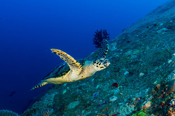 Naklejka na ściany i meble Beautiful Hawksbill Sea Turtle swimming on a coral reef at dawn