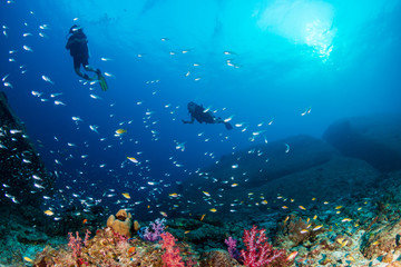 Fototapeta na wymiar SCUBA divers swimming over a colorful tropical coral reef (Similan Islands)