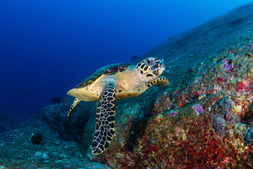 Beautiful Hawksbill Sea Turtle swimming on a coral reef at dawn