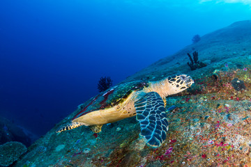 Fototapeta premium Beautiful Hawksbill Sea Turtle swimming on a coral reef at dawn