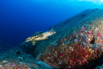 Beautiful Hawksbill Sea Turtle swimming on a coral reef at dawn