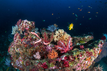 Beautiful, colorful soft corals on a thriving tropical coral reef in Thailand (Richelieu Rock)