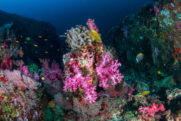 Fototapeta na wymiar Beautiful, colorful soft corals on a thriving tropical coral reef in Thailand (Richelieu Rock)
