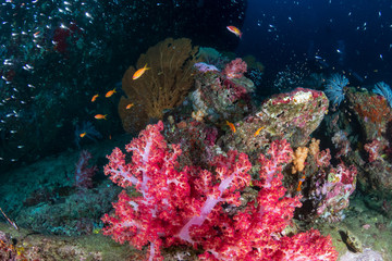Fototapeta premium Beautiful, colorful soft corals on a thriving tropical coral reef in Thailand (Richelieu Rock)