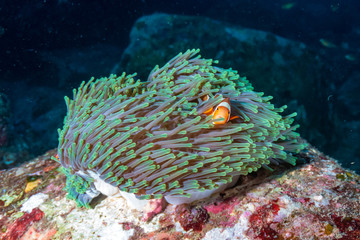 Beautiful False Clownfish on a tropical coral reef at sunset