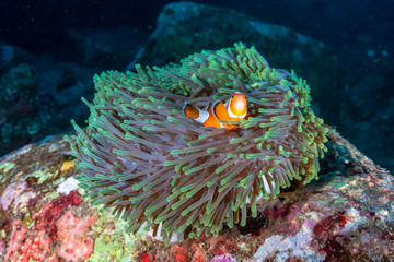 Naklejka na ściany i meble Beautiful False Clownfish on a tropical coral reef at sunset