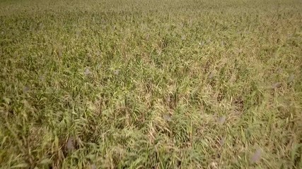 drone shot above sugar cane field going forward and panning up and revealing mountains and sky in Mauritius island