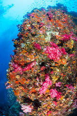 Fototapeta na wymiar Beautiful, colorful soft corals on a thriving tropical coral reef in Thailand (Richelieu Rock)