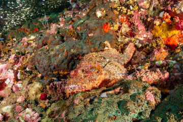 Colorful Bearded Scorpionfish on a dark tropical coral reef (Richelieu Rock, Thailand)