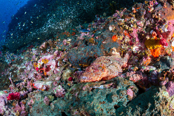 Fototapeta na wymiar Colorful Bearded Scorpionfish on a dark tropical coral reef (Richelieu Rock, Thailand)