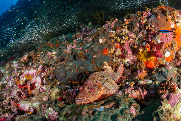 Fototapeta na wymiar Colorful Bearded Scorpionfish on a dark tropical coral reef (Richelieu Rock, Thailand)