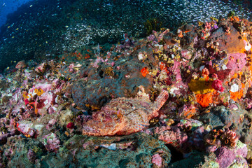 Colorful Bearded Scorpionfish on a dark tropical coral reef (Richelieu Rock, Thailand)