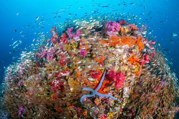 Thriving, colorful tropical coral reef, surrounded by tropical fish
