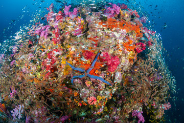 Fototapeta na wymiar Beautiful, colorful soft corals on a thriving tropical coral reef in Thailand (Richelieu Rock)