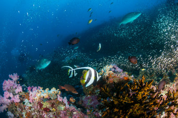 Naklejka na ściany i meble Schools of tropical fish swimming around a colorful, healthy tropical coral reef