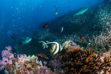 Schools of tropical fish swimming around a colorful, healthy tropical coral reef