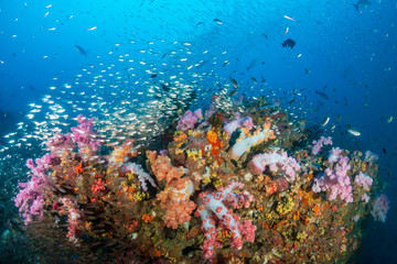 Obraz na płótnie Canvas Schools of tropical fish swimming around a colorful, healthy tropical coral reef