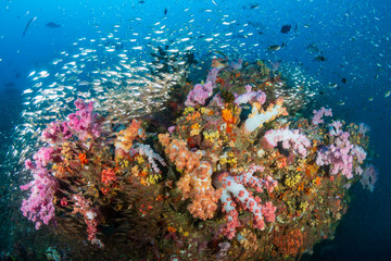 Fototapeta na wymiar Thriving, colorful tropical coral reef, surrounded by tropical fish