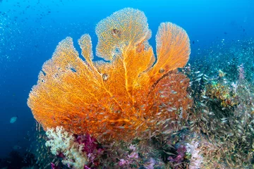 Fotobehang Mooie en kleurrijke Seafan (Gorgonische waaierkoraal) op een tropisch koraalrif © whitcomberd
