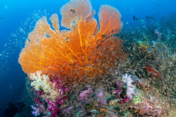 Naklejka na ściany i meble Beautiful and colorful Seafan (Gorgonian Fan coral) on a tropical coral reef