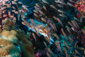 A pair of beautiful Cuttlefish surrounded by Glassfish on a colorful tropical coral reef (Richelieu...